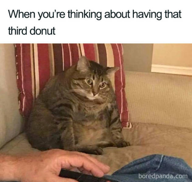 You Know You Like Both Food And Memes