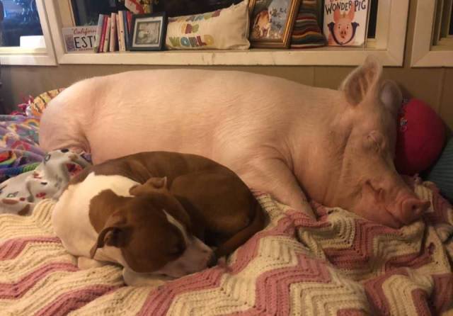 daily picdump 102 pics 41.html - 102 HD Photos | Premium Gallery 2018