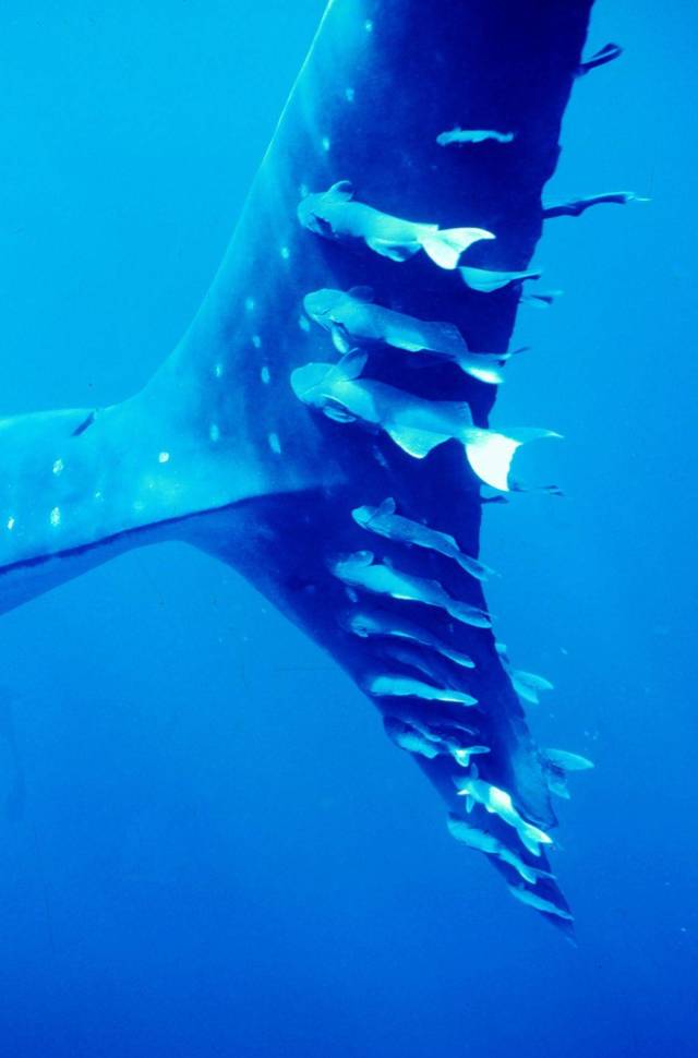 daily picdump 98 pics 30.html - 98 HD Photos | Premium Gallery 2018