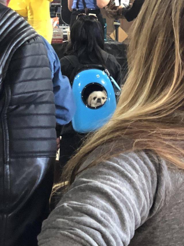 daily picdump 96 pics 11.html - 96 HD Photos | Premium Gallery 2018