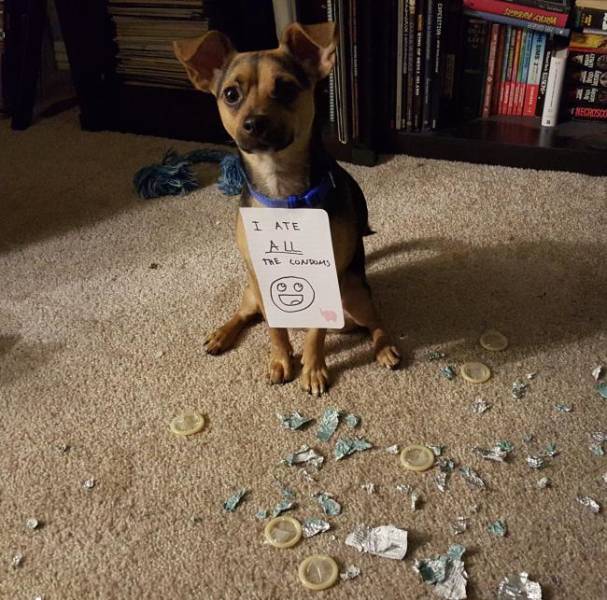 These Pets Are Trueborn Criminals