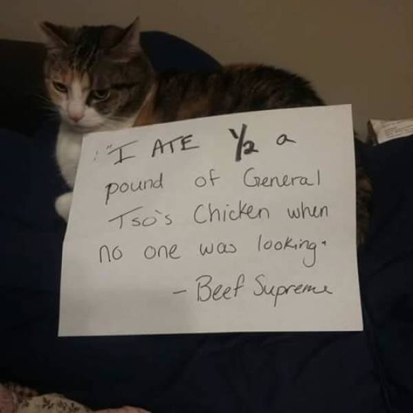 These Pets Are Trueborn Criminals