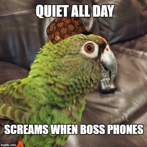 These Pets Are Trueborn Criminals