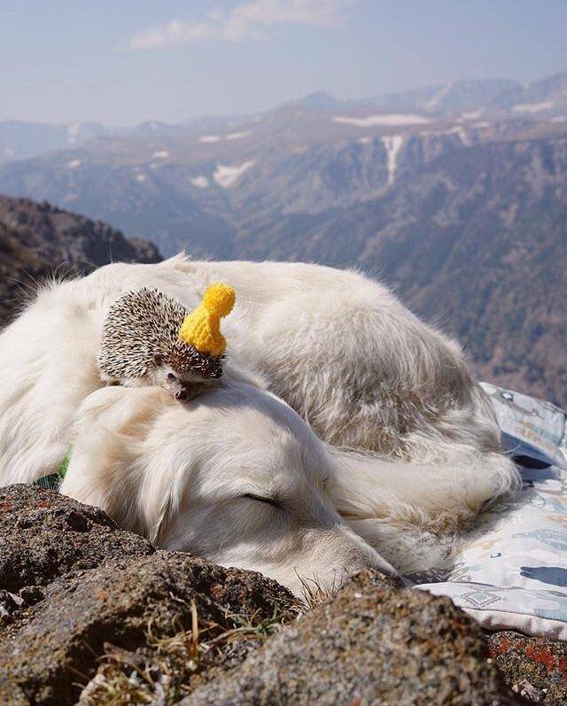 daily picdump weekend edition 51 pics 3.html - 51 HD Photos | Premium Gallery 2018