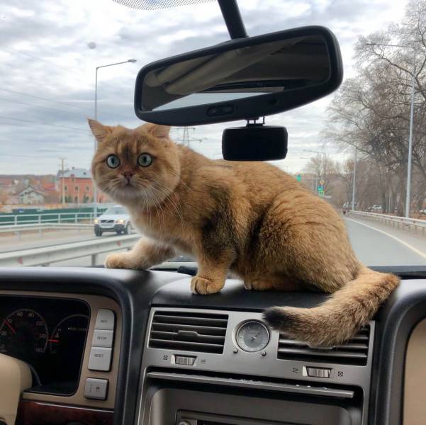 daily picdump 97 pics 8.html - 97 HD Photos | Premium Gallery 2018