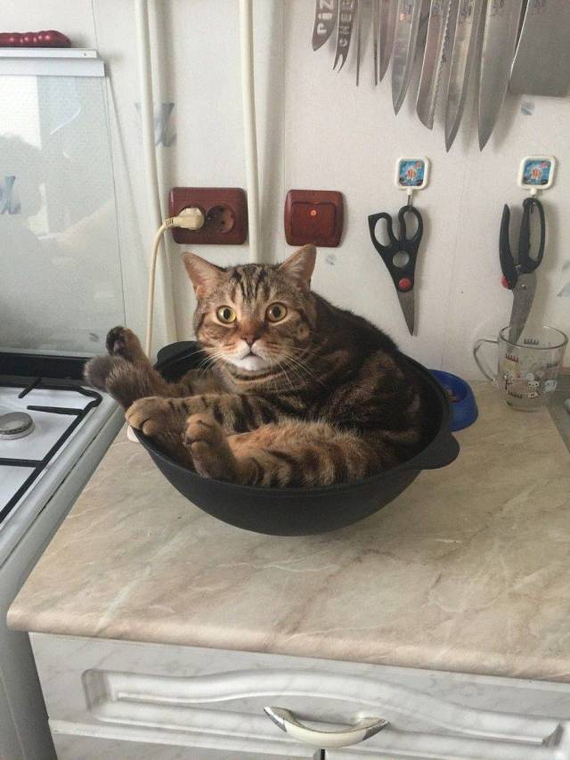 daily picdump 97 pics 8.html - 97 HD Photos | Premium Gallery 2018