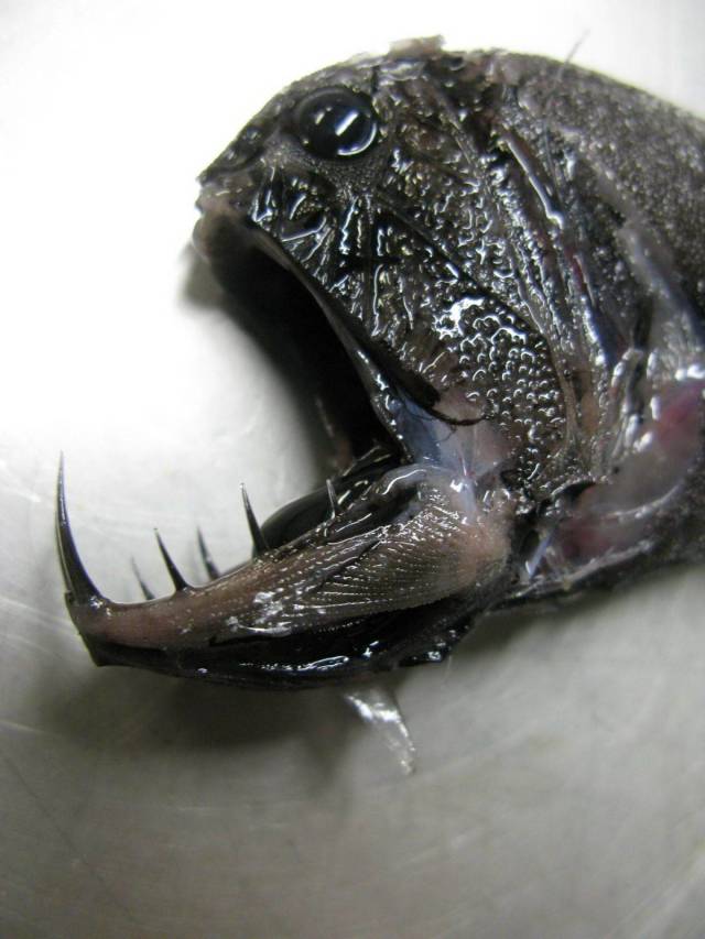 daily picdump 96 pics 17.html - 96 HD Photos | Premium Gallery 2018