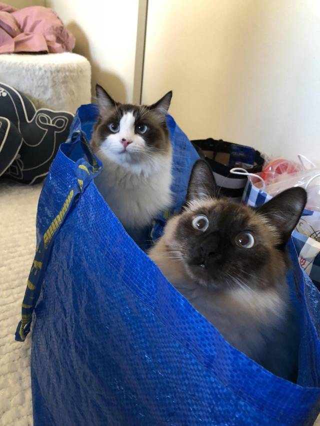 daily picdump 96 pics 17.html - 96 HD Photos | Premium Gallery 2018