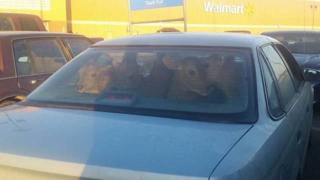 daily picdump weekend edition 69 pics 2.html - 69 HD Photos | Premium Gallery 2018