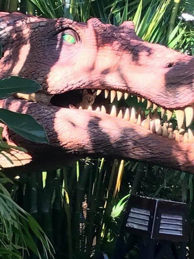 Daily Picdump [WEEKEND EDITION]