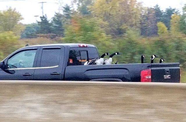 daily picdump 95 pics 38.html - 95 HD Photos | Premium Gallery 2018