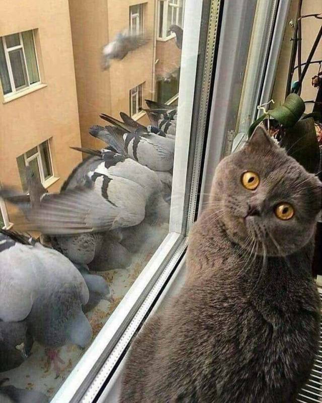 daily picdump 97 pics 2.html - 97 HD Photos | Premium Gallery 2018