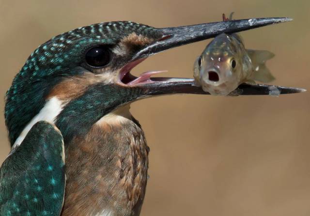 daily picdump 96 pics 2.html - 96 HD Photos | Premium Gallery 2018