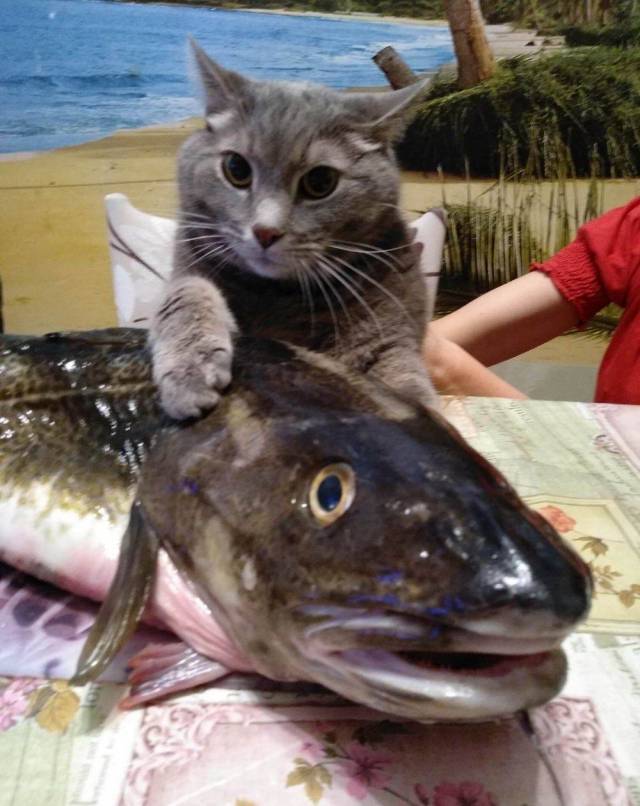 daily picdump 96 pics 8.html - 96 HD Photos | Premium Gallery 2018