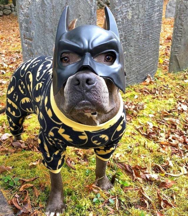 daily picdump 97 pics 3.html - 97 HD Photos | Premium Gallery 2018