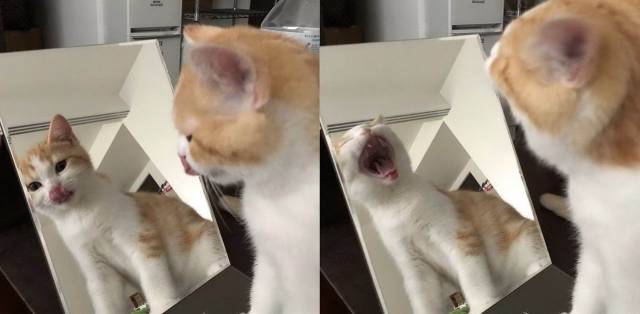 daily picdump 98 pics 34.html - 98 HD Photos | Premium Gallery 2018