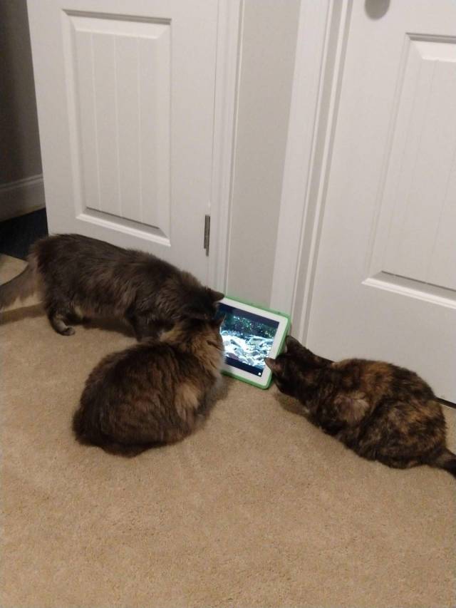 daily picdump weekend edition 72 pics 25.html - 72 HD Photos | Premium Gallery 2018