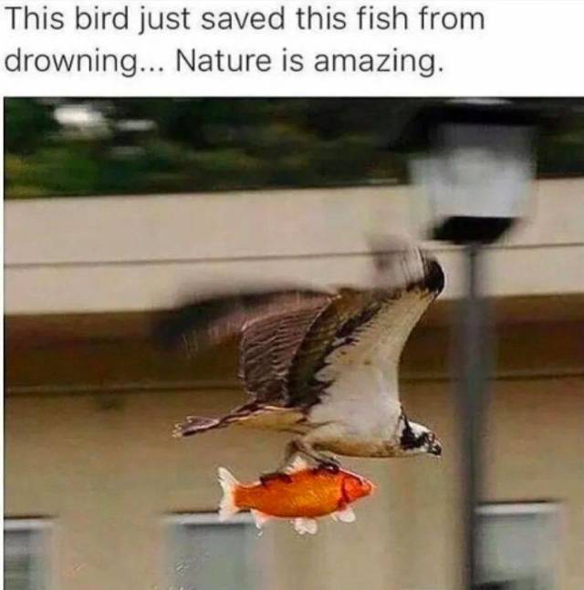 daily picdump weekend edition 72 pics 25.html - 72 HD Photos | Premium Gallery 2018