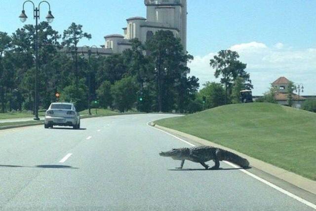 daily picdump 94 pics 36.html - 94 HD Photos | Premium Gallery 2018