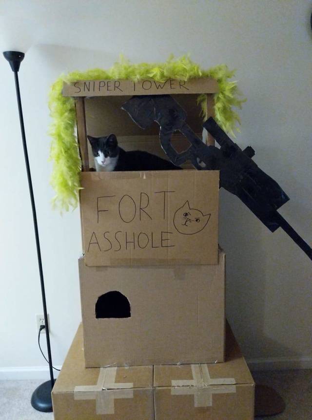 Morning Picdump