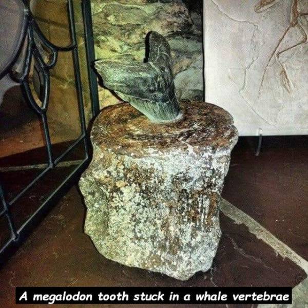 daily picdump 100 pics 41.html - 100 HD Photos | Premium Gallery 2018