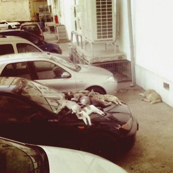 daily picdump 100 pics 38.html - 100 HD Photos | Premium Gallery 2018