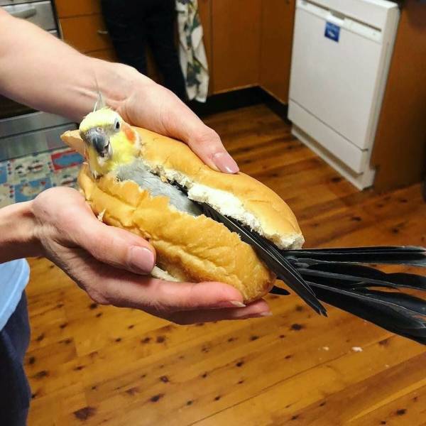 daily picdump 90 pics 4.html - 90 HD Photos | Premium Gallery 2018