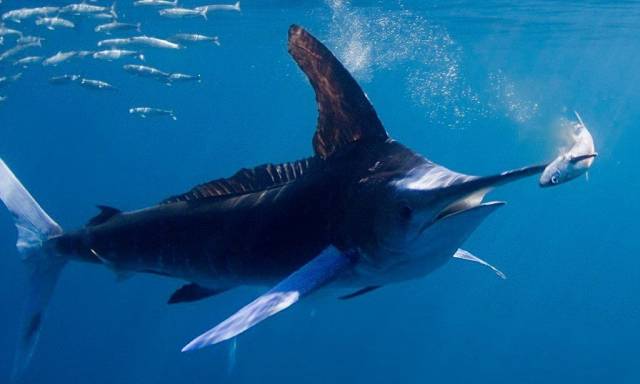 Daily Picdump [WEEKEND EDITION]