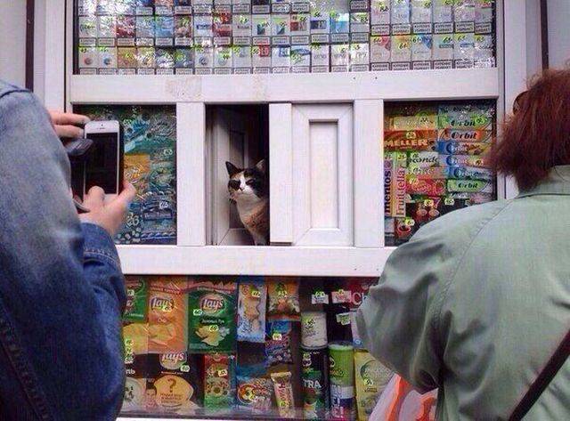 daily picdump weekend edition 84 pics 36.html - 84 HD Photos | Premium Gallery 2018