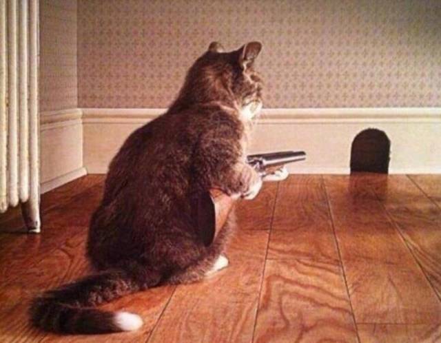 daily picdump weekend edition 84 pics 36.html - 84 HD Photos | Premium Gallery 2018