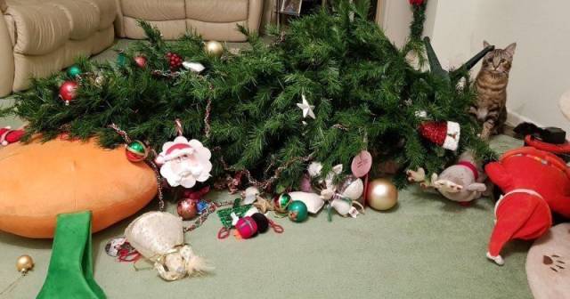 daily picdump weekend edition 84 pics 36.html - 84 HD Photos | Premium Gallery 2018