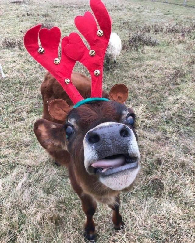 daily picdump weekend edition 84 pics 36.html - 84 HD Photos | Premium Gallery 2018