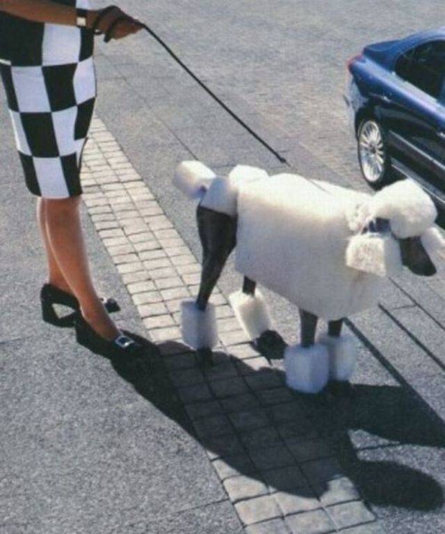 Daily Picdump [NEW YEAR EDITION]