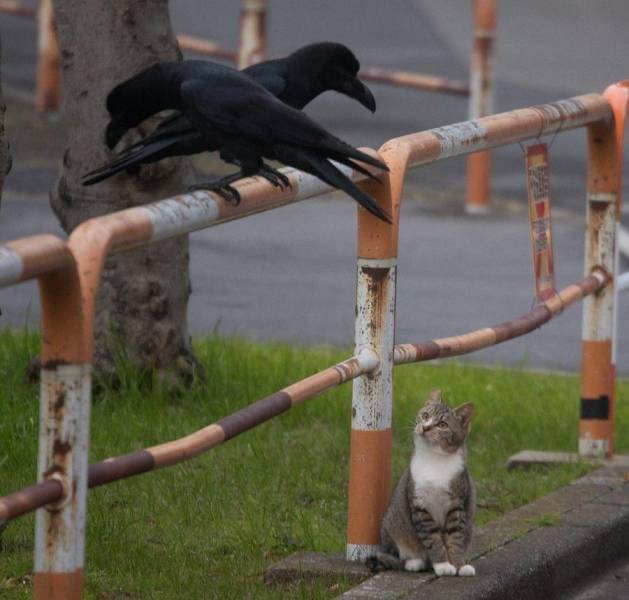 daily picdump 98 pics 36.html - 98 HD Photos | Premium Gallery 2019