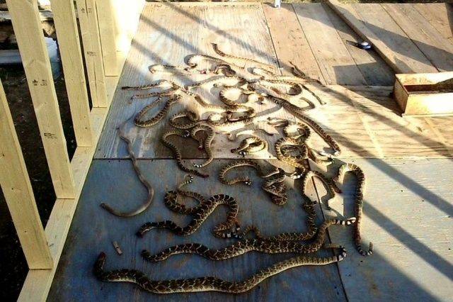 daily picdump 98 pics 36.html - 98 HD Photos | Premium Gallery 2019