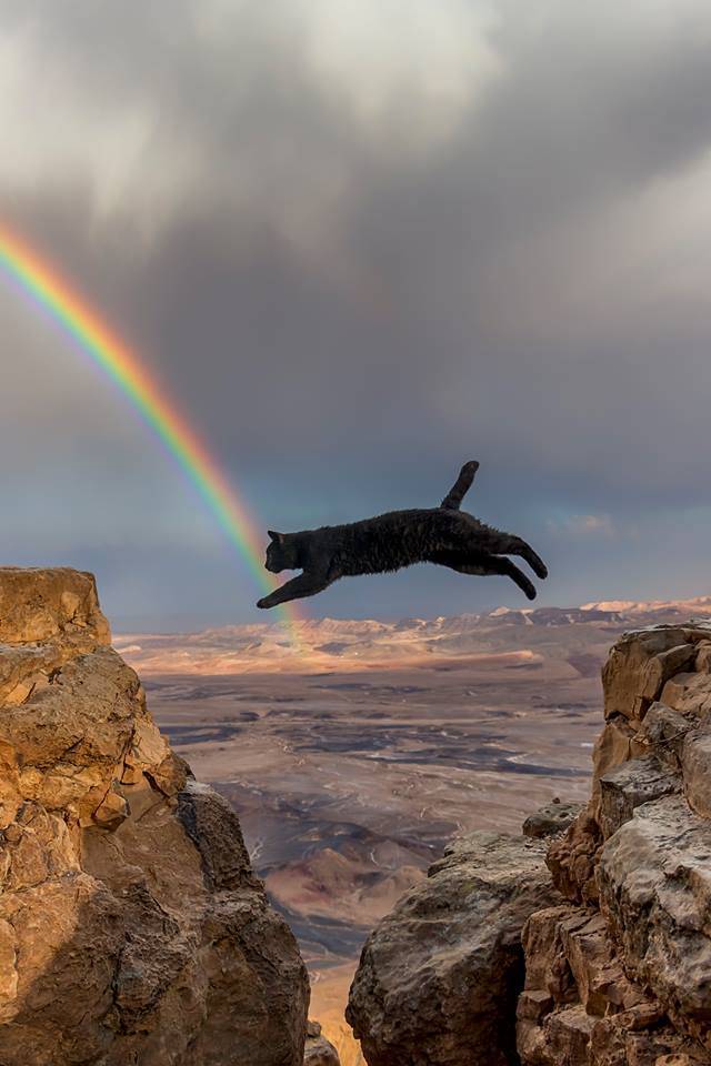 daily picdump weekend edition 52 pics 2.html - 52 HD Photos | Premium Gallery 2019