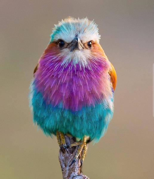 daily picdump 87 pics 19.html - 87 HD Photos | Premium Gallery 2019