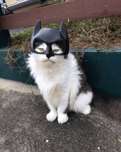 daily picdump 87 pics 19.html - 87 HD Photos | Premium Gallery 2019