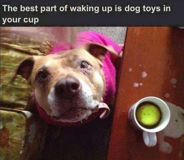 daily picdump 105 pics 38.html - 105 HD Photos | Premium Gallery 2019