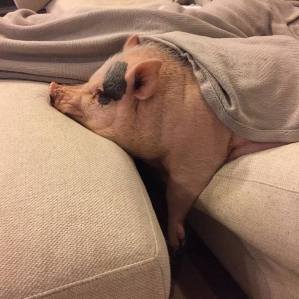 daily picdump weekend edition 63 pics 2.html - 63 HD Photos | Premium Gallery 2019