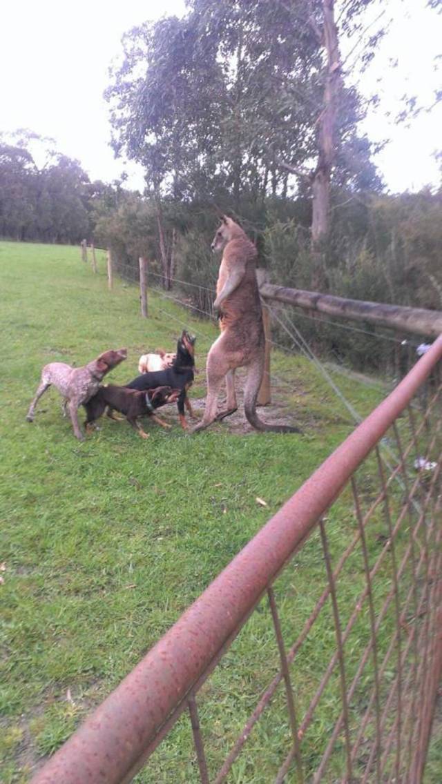 daily picdump weekend edition 63 pics 2.html - 63 HD Photos | Premium Gallery 2019