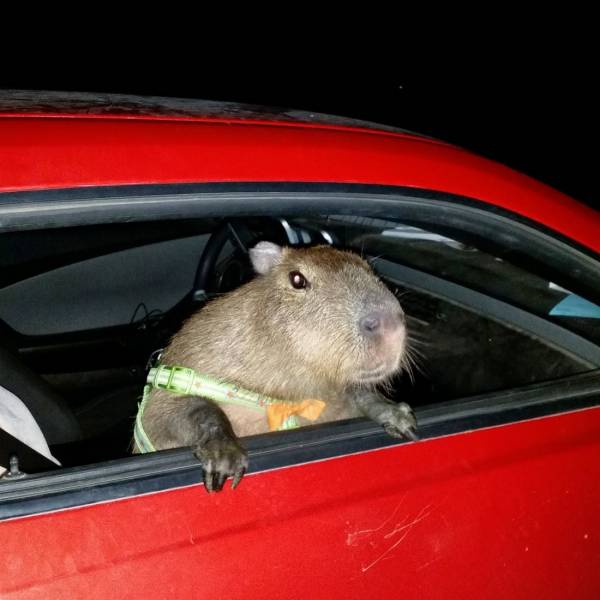 daily picdump 99 pics 12.html - 99 HD Photos | Premium Gallery 2019