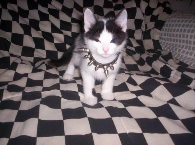 daily picdump 99 pics 12.html - 99 HD Photos | Premium Gallery 2019