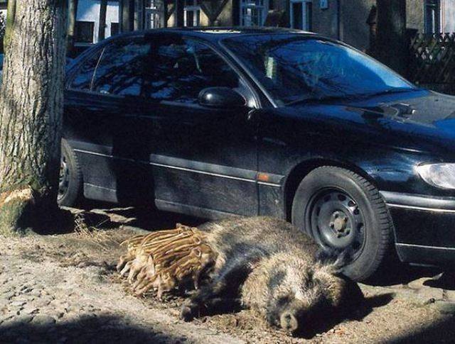 daily picdump 95 pics 2.html - 95 HD Photos | Premium Gallery 2019