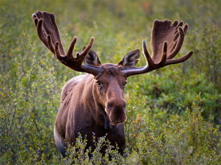 Canada Just Can’t Tolerate Norway Having The Tallest Moose Statue In The World