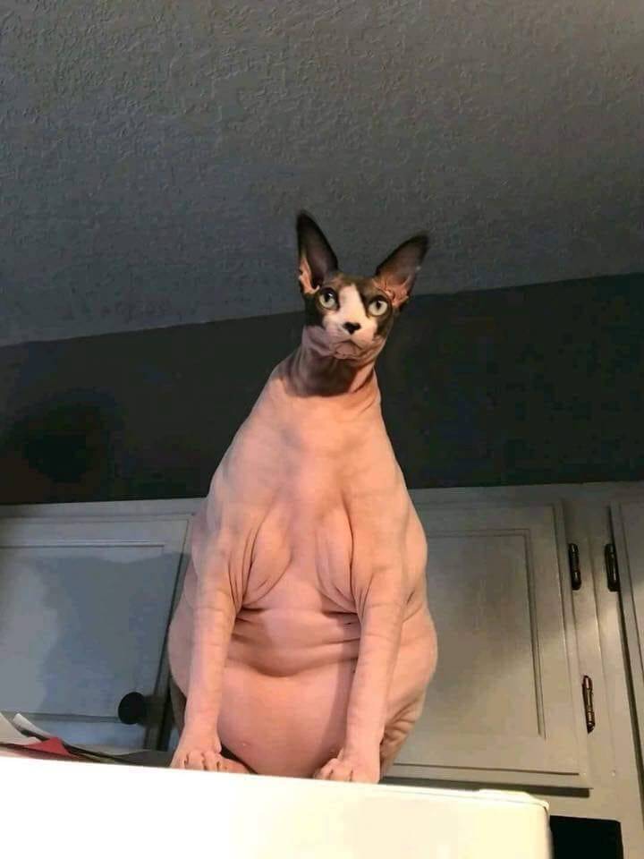 daily picdump weekend edition 50 pics 22.html - 50 HD Photos | Premium Gallery 2019