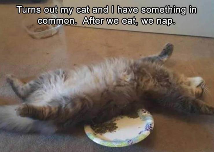 funny picdump 52 pics 15.html - 52 HD Photos | Premium Gallery 2019