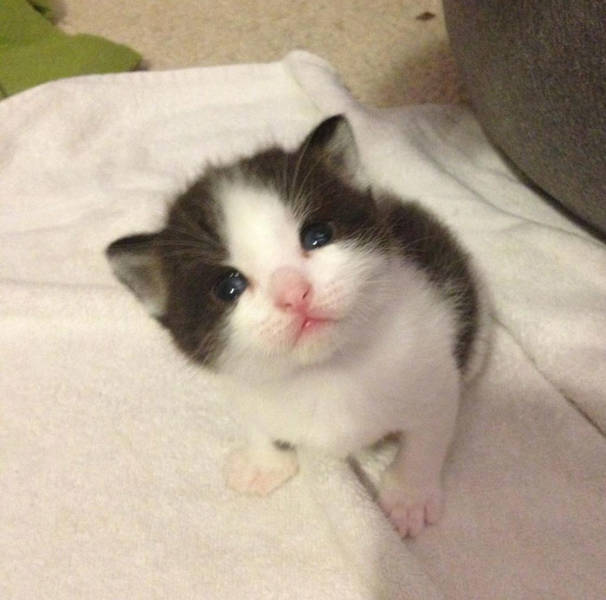 They Said They Didn’t Want A Cat…