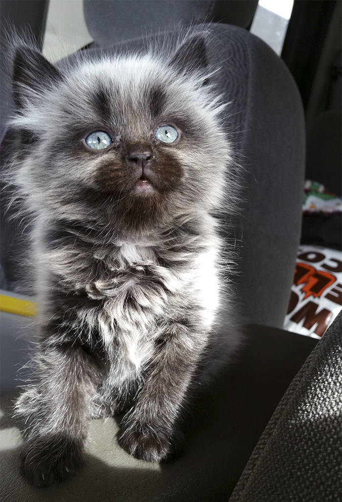 They Said They Didn’t Want A Cat…