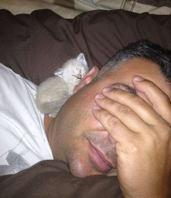 They Said They Didn’t Want A Cat…